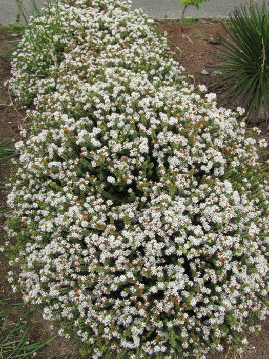 100x Hebe Buchananii - $3.99 each