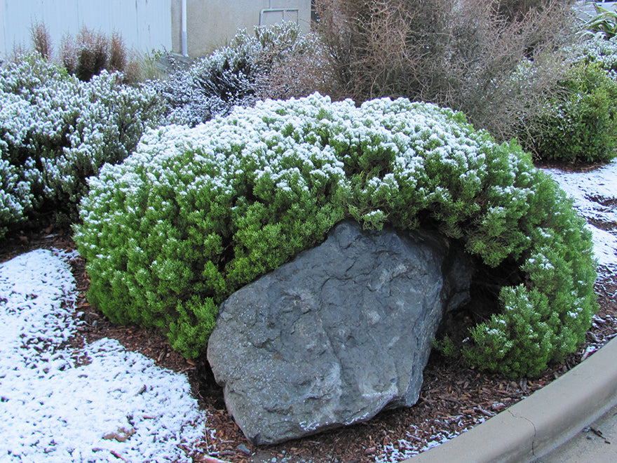 25x Hebe Cupressoides - $4.99 each