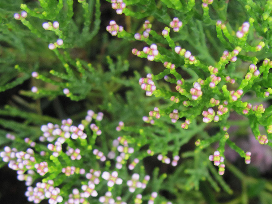 5x Hebe Cupressoides - $5.99 each