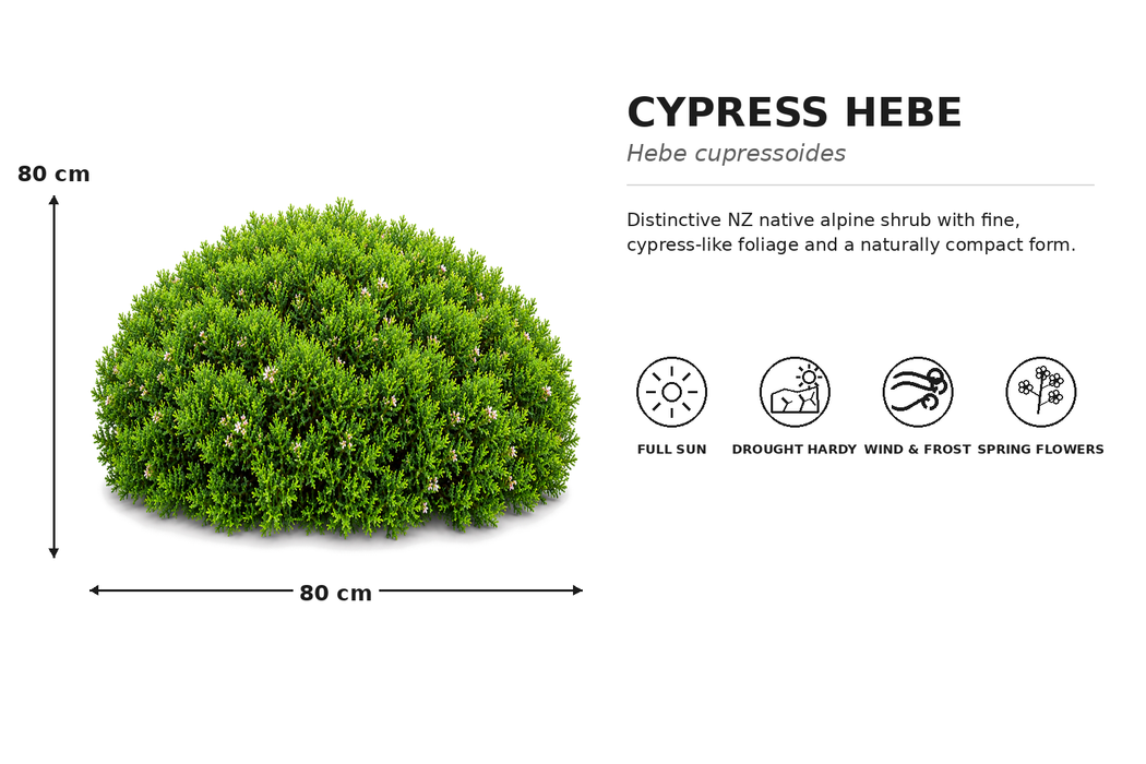 Hebe Cupressoides