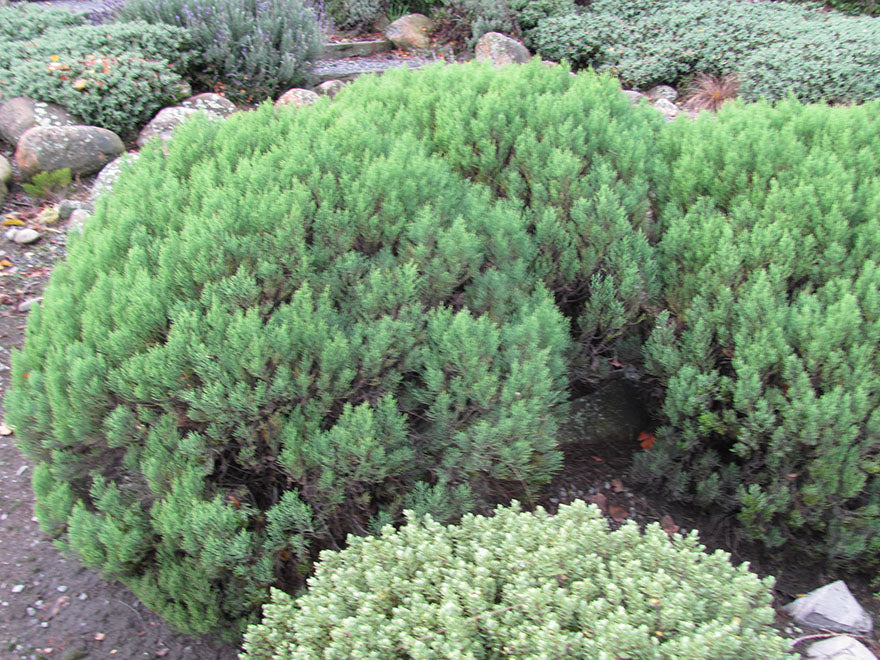 Hebe Cupressoides