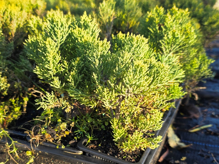 10x Hebe Cupressoides Nana - 99c Each