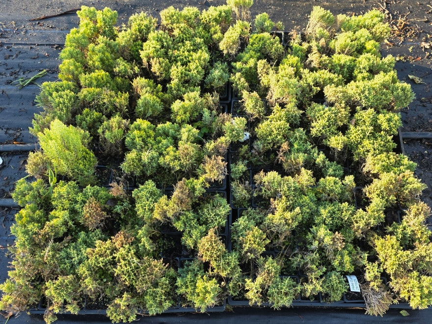 10x Hebe Cupressoides Nana - 99c Each