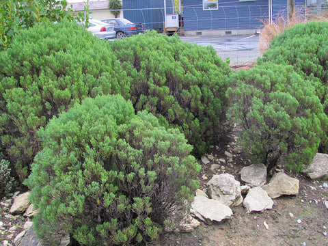 100x Hebe Cupressoides - $2.99 each