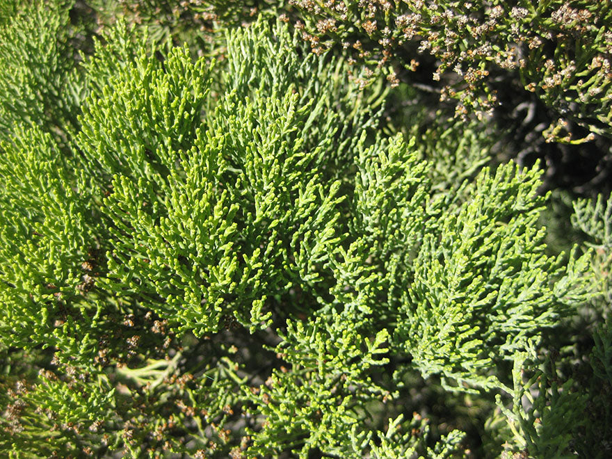 5x Hebe Cupressoides - $5.99 each