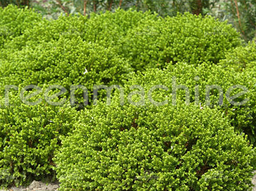 Hebe Emerald Gem - $2.99 each