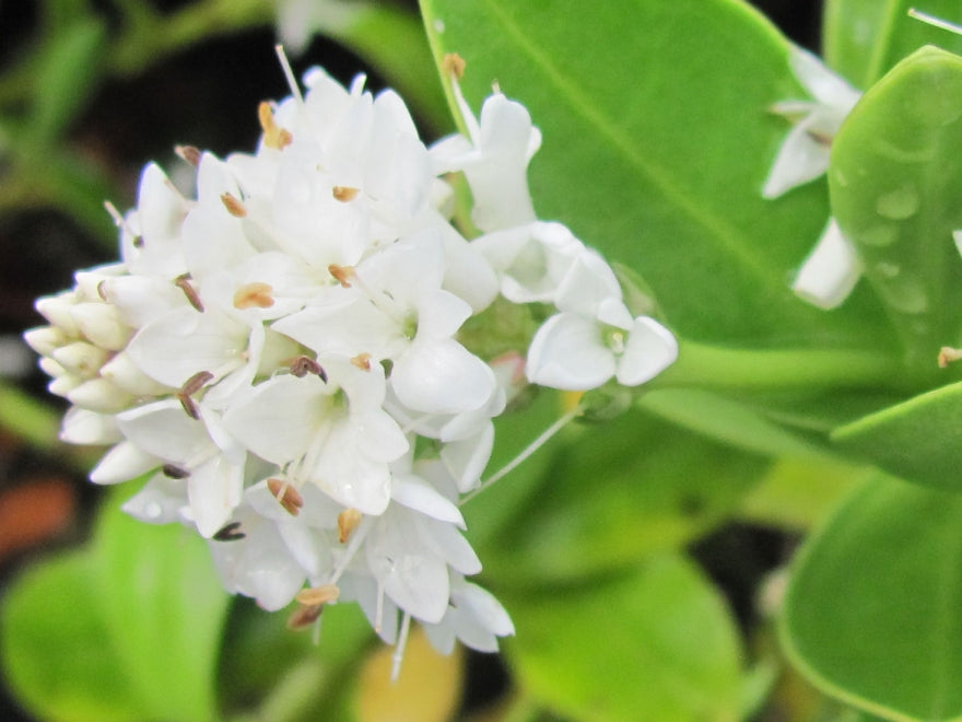 Hebe Evenosa