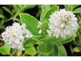 Hebe Evenosa