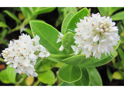 Hebe Evenosa