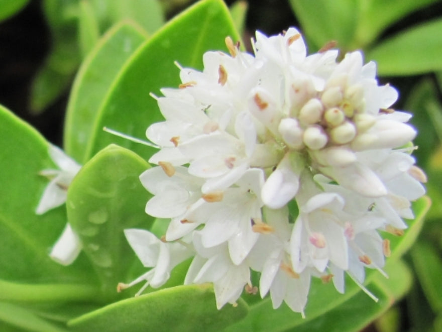 Hebe Evenosa