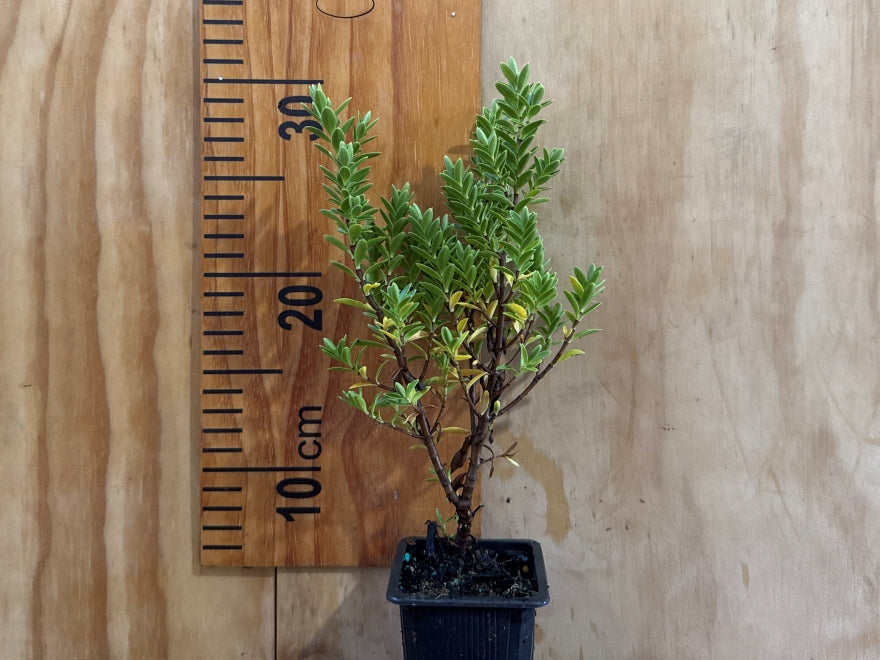 5x Hebe Evenosa - $5.99 each