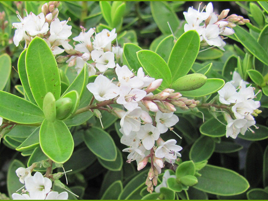 100x Hebe Evenosa - $3.99 each