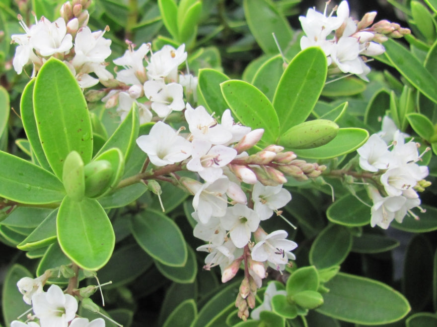 Hebe Evenosa