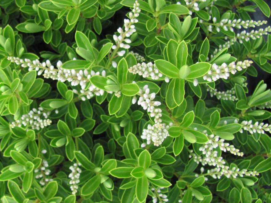 Hebe Evenosa