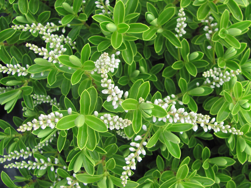 100x Hebe Evenosa - $3.99 each