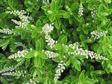 Hebe Evenosa