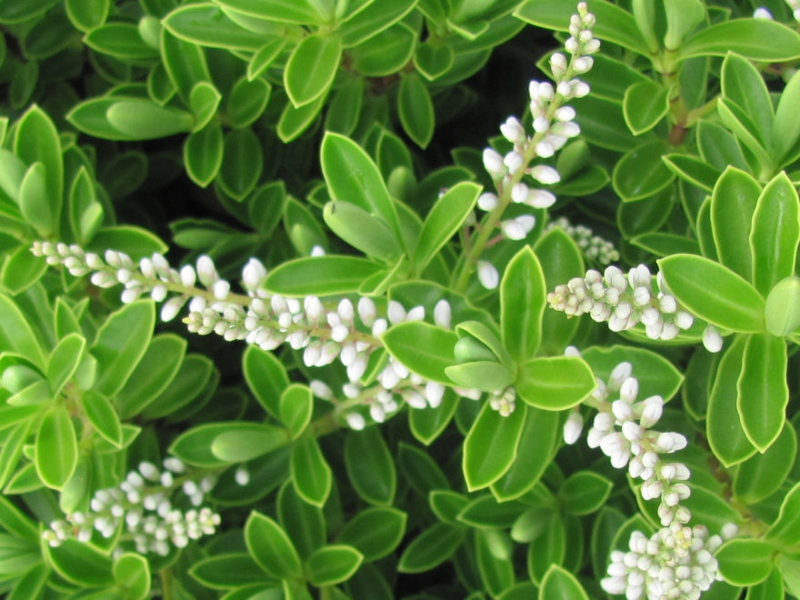 100x Hebe Evenosa - $3.99 each