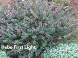 100x Low Growing Native Combo - $3.99 each