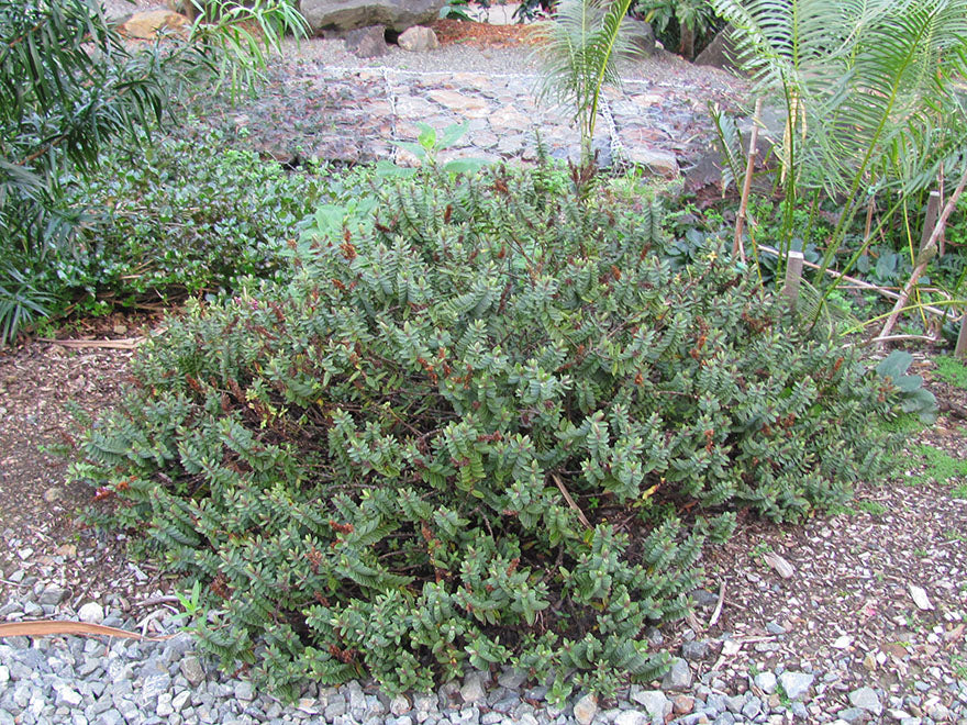 5x Hebe First Light - $5.99 each