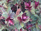 100x Low Growing Native Combo - $3.99 each