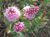100x Low Growing Native Combo - $3.99 each