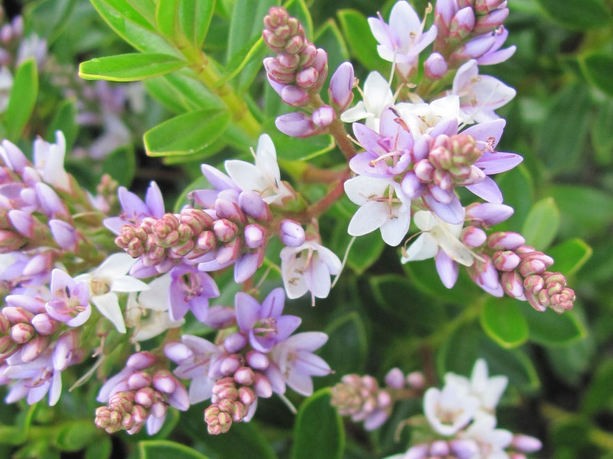 5x Hebe Fruticeti - $2.99 each