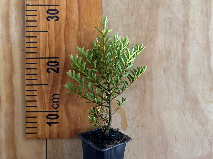100x Hebe Garden Beauty - $3.99 each