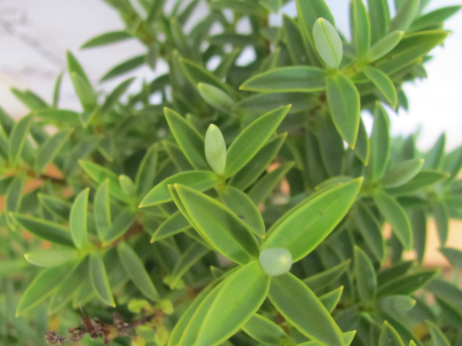 100x Hebe Glaucophylla - $2.99 each