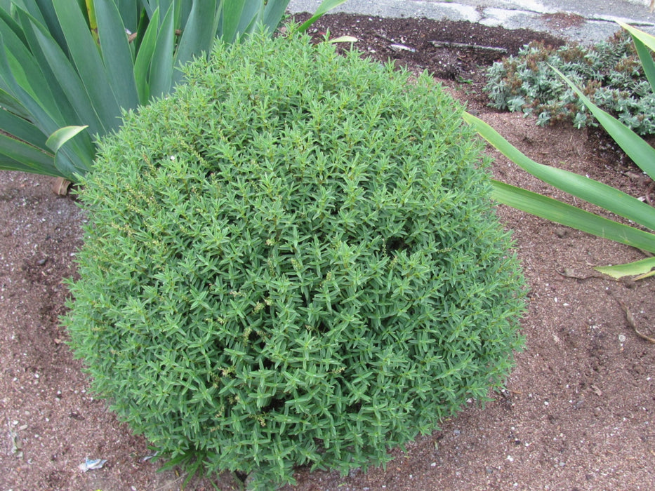 100x Hebe Glaucophylla - $2.99 each