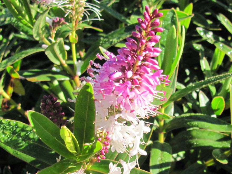 100x Hebe Icing Sugar - $3.99 each