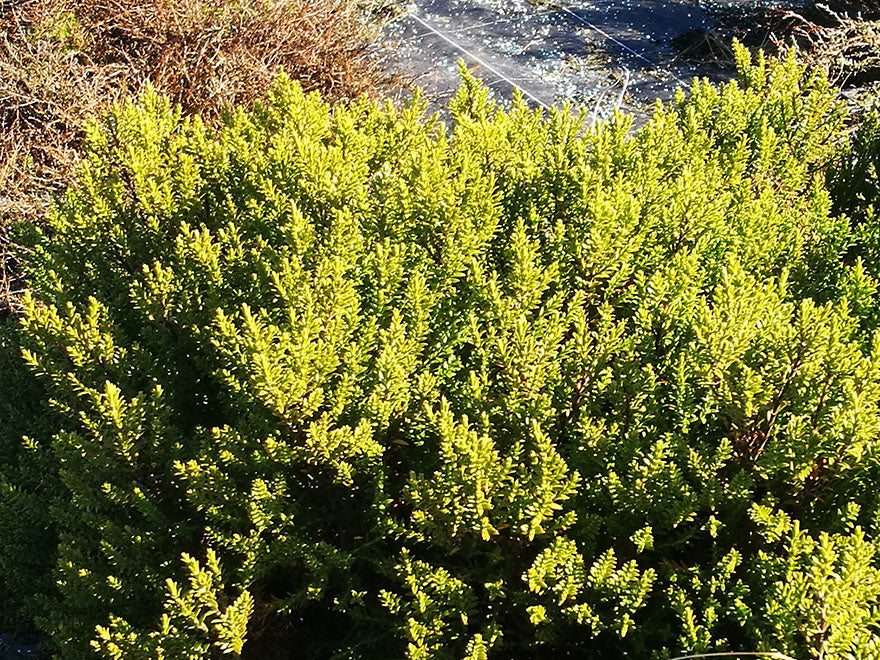 5x Hebe Jasper - $2.99 each