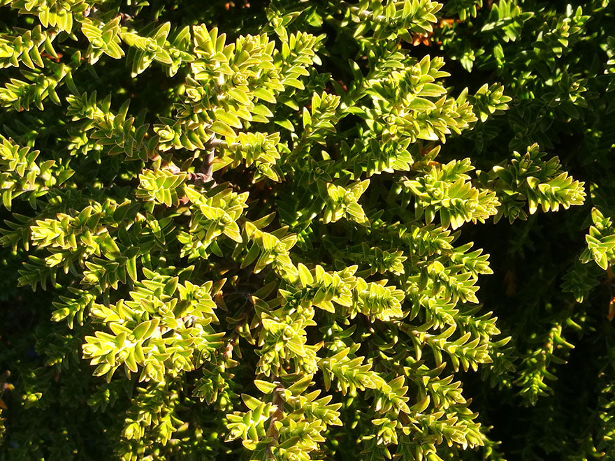 100x Low Growing Native Combo - $3.99 each