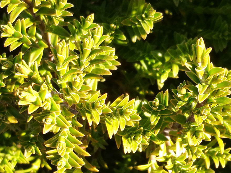 500x Clearance Native Combo - $1.99c each - Super Cheap