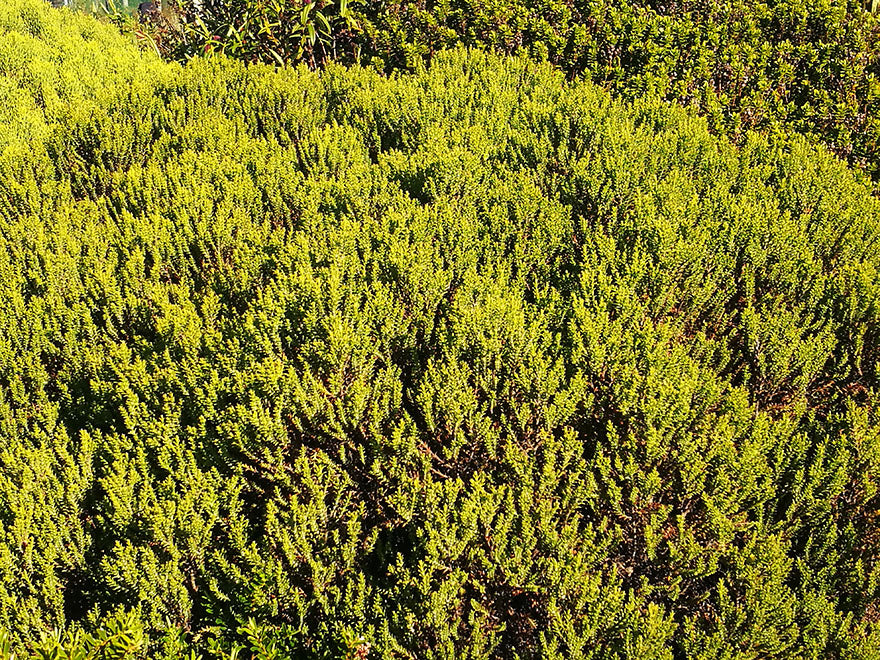 50x Low Growing Native Combo - $4.99 each