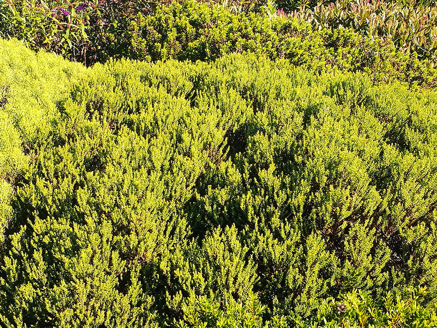 5x Hebe Jasper - $2.99 each