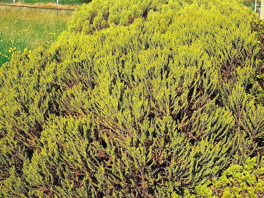 50x Low Growing Native Combo - $4.99 each