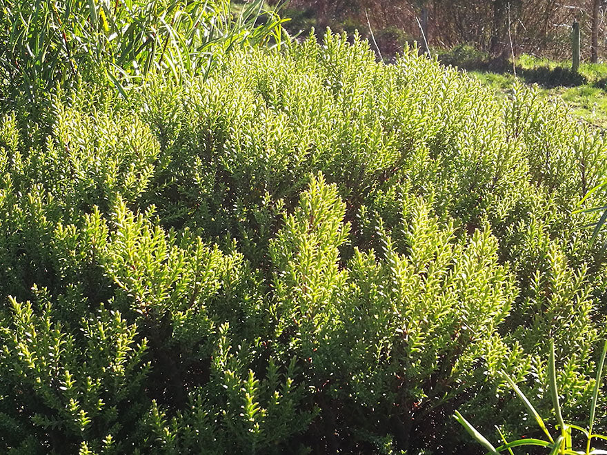 50x Low Growing Native Combo - $4.99 each