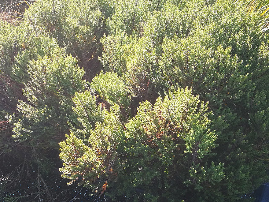 100x Low Growing Native Combo - $3.99 each