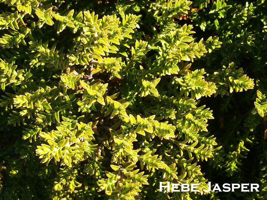 25x Low Growing Native Combo - $4.99 each