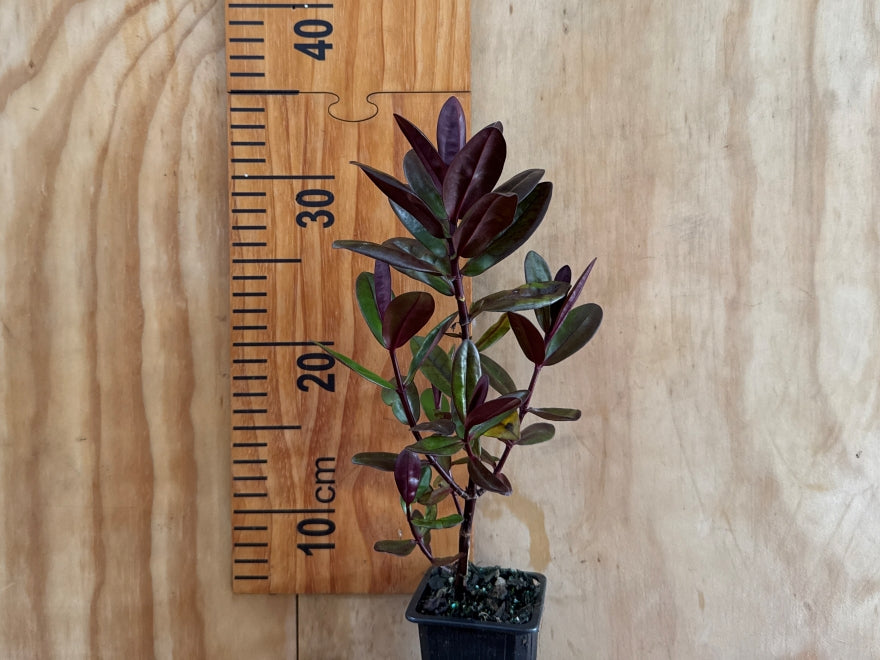 5x Hebe La Seduisante - $5.99 each