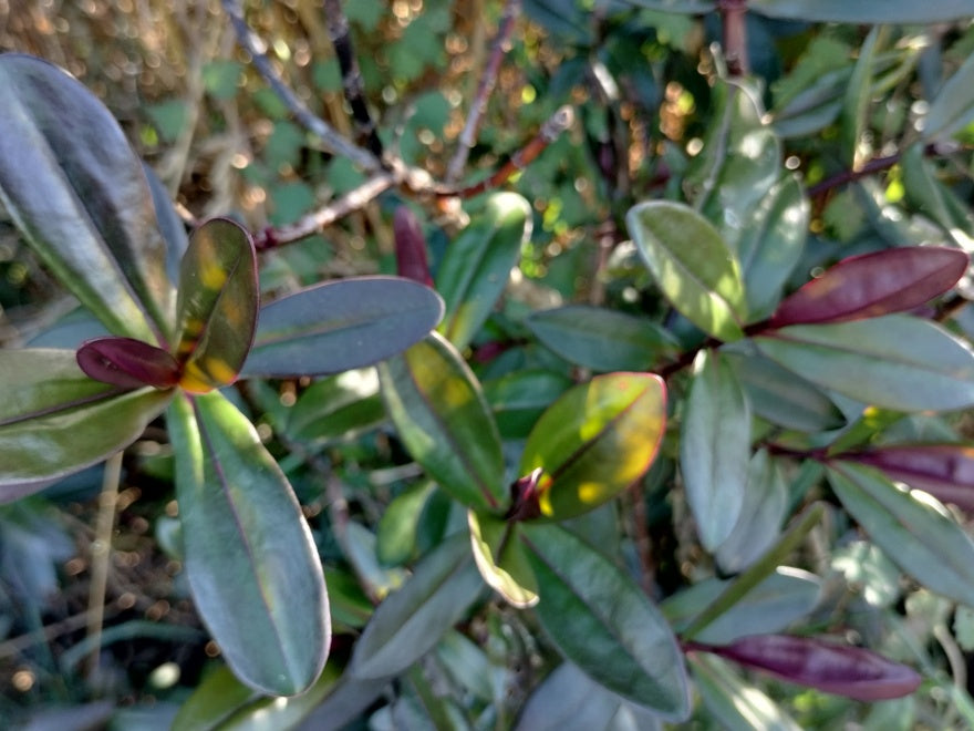 5x Hebe La Seduisante - $5.99 each