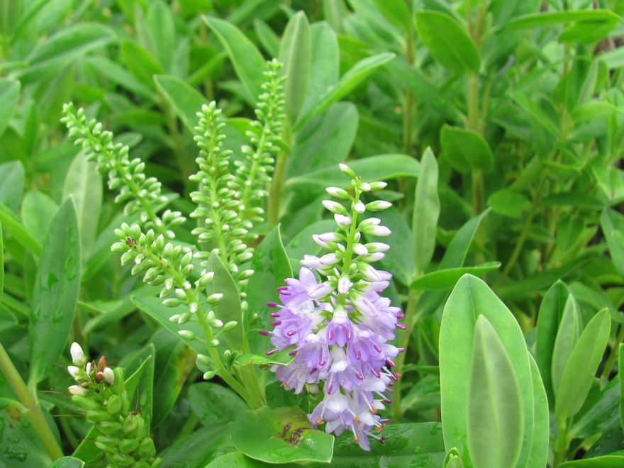 100x Hebe Lewisii - $3.99 each