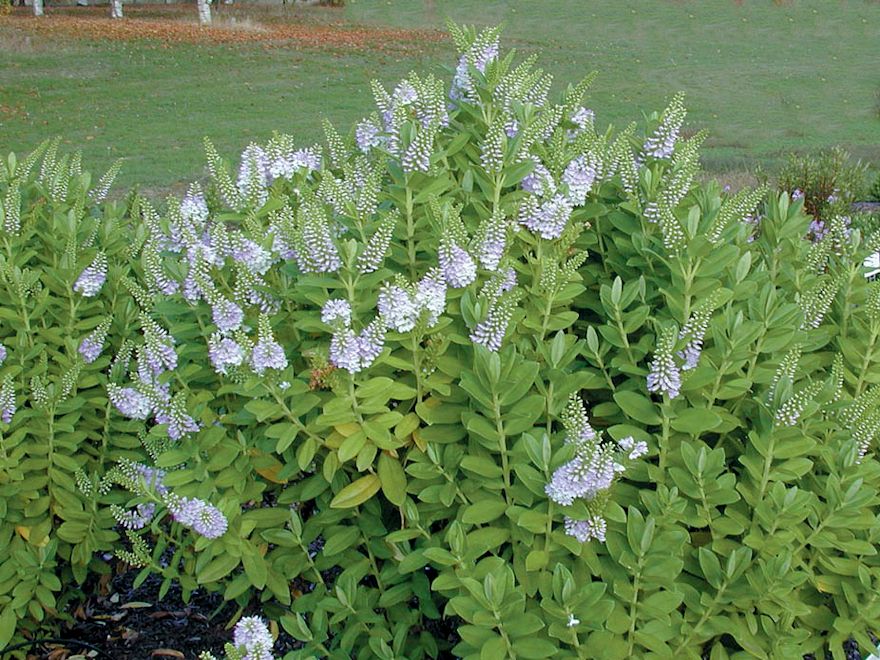 100x Hebe Lewisii - $3.99 each