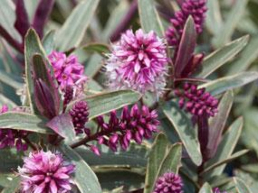 5x Hebe Marilyn - $5.99 each