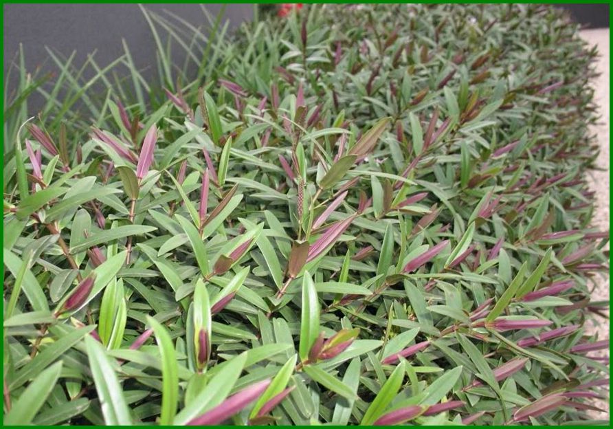 100x Hebe Mary Antonette - $3.99 each