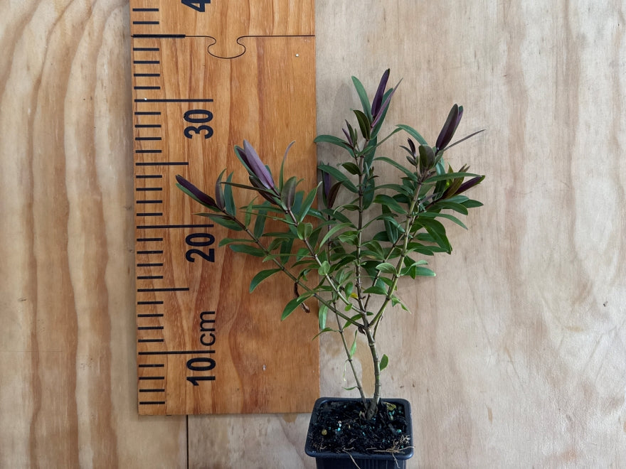 5x Hebe Mary Antonette - $5.99 each