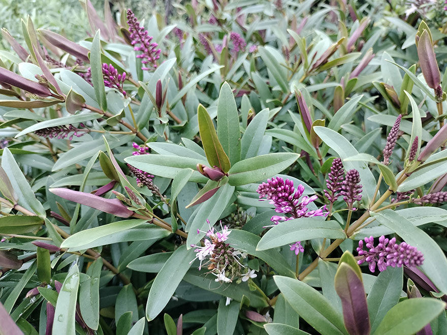 5x Hebe Mary Antonette - $5.99 each