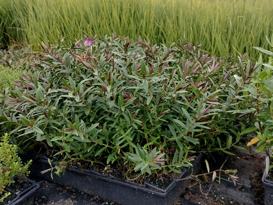 25x Hebe Mary Antonette - $4.99 each