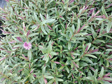 25x Hebe Mary Antonette - $4.99 each