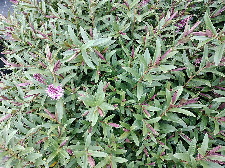 5x Hebe Mary Antonette - $5.99 each